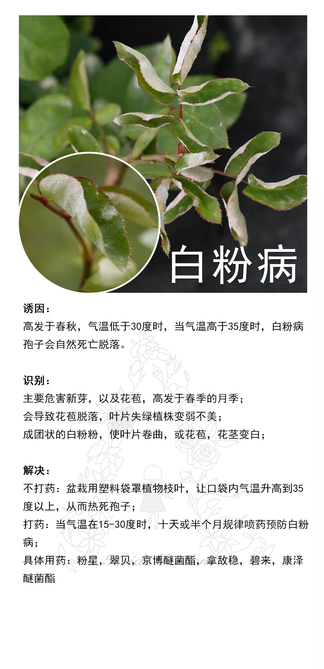 养护大全：月季养护病虫防治资料卡(图7)