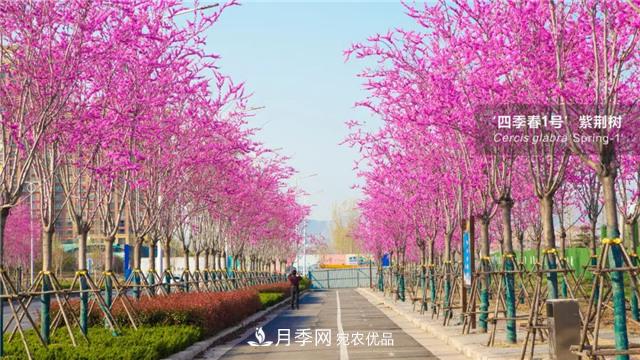 苗木产品的价格、价值和供需，三角关系之动态平衡(图1)