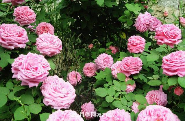 月季最怕“三种”水，避开不黄叶烂根，清香宜人一整年(图4)