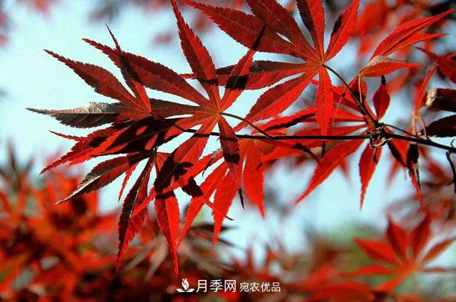 这些5种高端苗木向来就是“抢手货”，你知道几个？(图5)