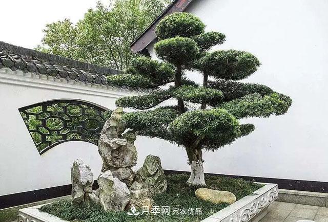 这些5种高端苗木向来就是“抢手货”，你知道几个？(图2)