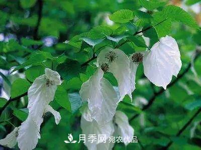 这些5种高端苗木向来就是“抢手货”，你知道几个？(图6)