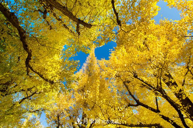 秋叶如花，观赏红叶的苗木，除了红枫，你认识哪几种？(图3)