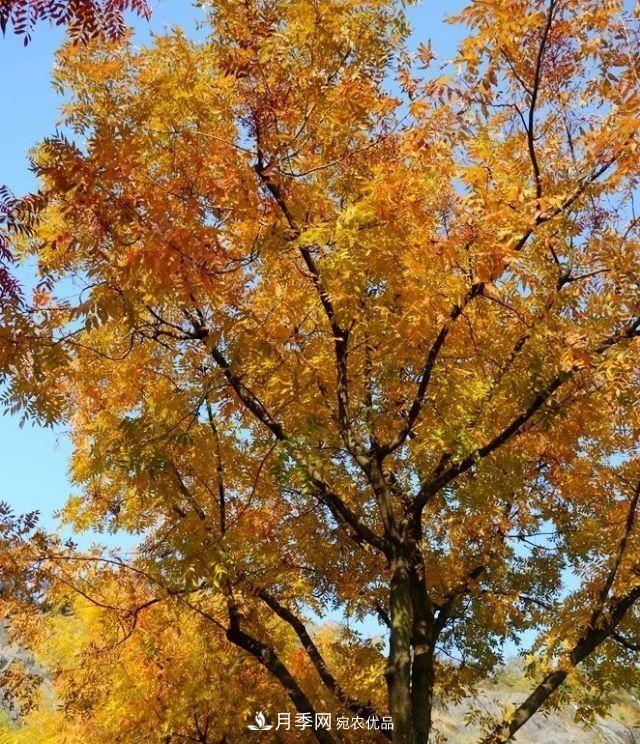 秋叶如花，观赏红叶的苗木，除了红枫，你认识哪几种？(图2)