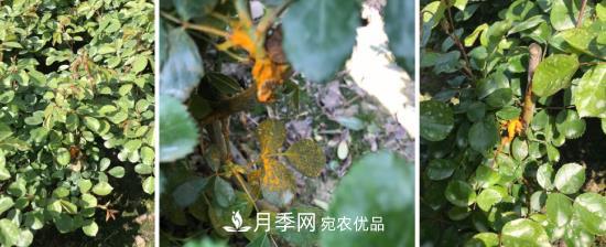 月季病害及杂草如何防除？(图2)
