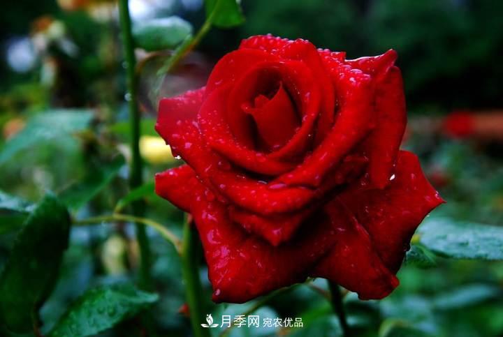 一年开两次花，月季花需要这样养护管理(图1)