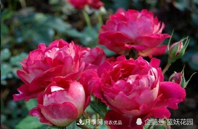 月季冬剪别着急，剪早了比不剪还要糟糕！(图1)