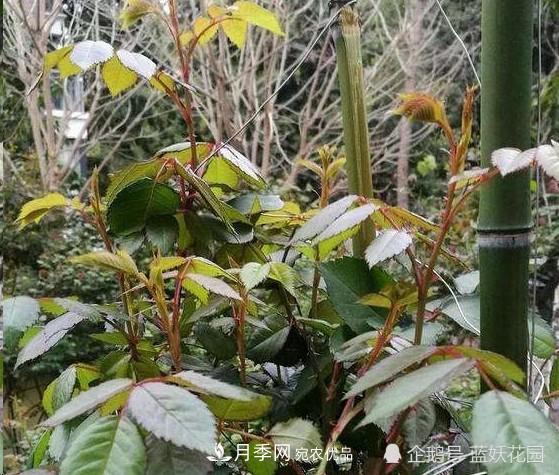 月季冬剪别着急，剪早了比不剪还要糟糕！(图5)