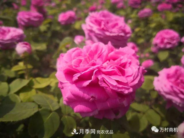 月季花好养活，但要花大花艳您得懂这些知识(图1)
