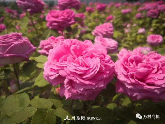 月季花好养活，但要花大花艳您得懂这些知识(图3)