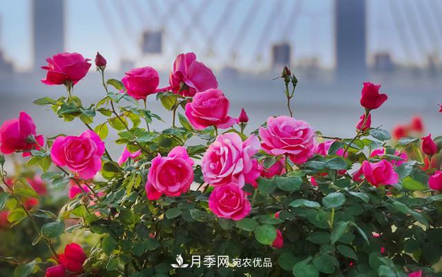 南阳市总人口1194.23万居全省第一 河南每9人就有1个南阳人(图1)