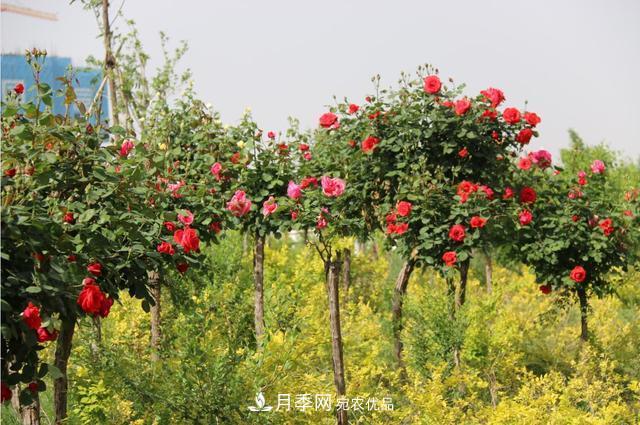 陕西咸阳两寺渡公园百亩月季树绚烂绽放惹人爱(图3)