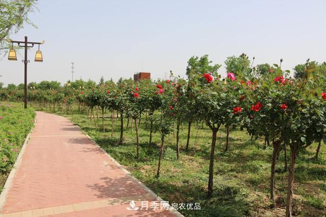 陕西咸阳两寺渡公园百亩月季树绚烂绽放惹人爱(图1)
