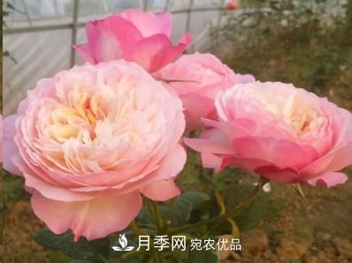 盘点各国的灌木月季品种，哪些是不可错过的经典品种！(图13)