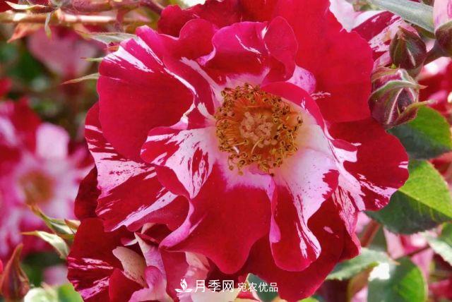 一年开360天!这个获得AARS大奖的藤本月季简直逆天!(图1) 一年开360天!这个获得AARS大奖的藤本月季简直逆天!(图1)