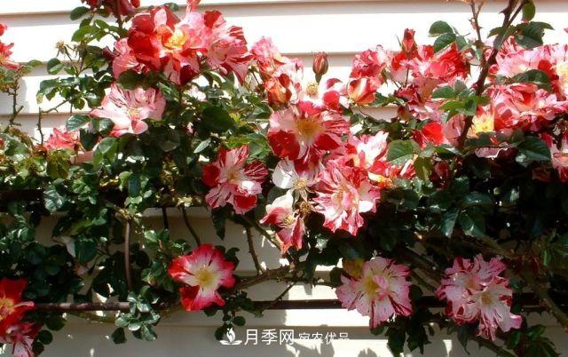 一年开360天!这个获得AARS大奖的藤本月季简直逆天!(图3) 一年开360天!这个获得AARS大奖的藤本月季简直逆天!(图3)