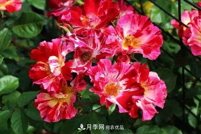 一年开360天!这个获得AARS大奖的藤本月季简直逆天!(图2) 一年开360天!这个获得AARS大奖的藤本月季简直逆天!(图2)