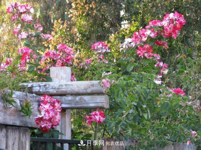 一年开360天!这个获得AARS大奖的藤本月季简直逆天!(图6) 一年开360天!这个获得AARS大奖的藤本月季简直逆天!(图6)