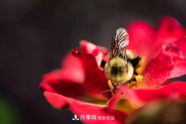 一年开360天!这个获得AARS大奖的藤本月季简直逆天!(图5) 一年开360天!这个获得AARS大奖的藤本月季简直逆天!(图5)