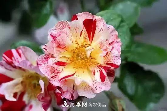 一年开360天!这个获得AARS大奖的藤本月季简直逆天!(图4) 一年开360天!这个获得AARS大奖的藤本月季简直逆天!(图4)