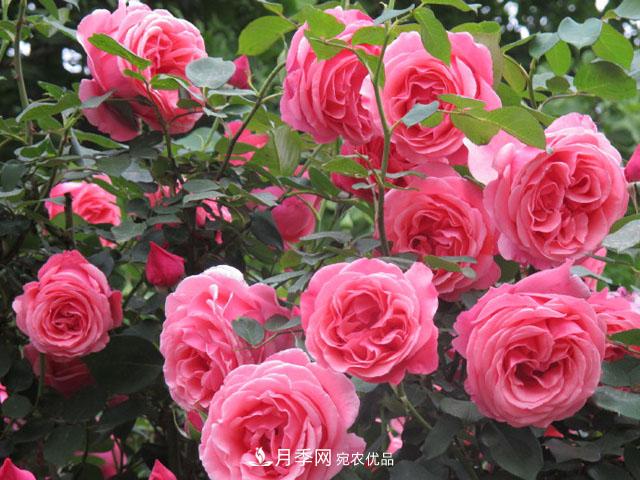 早熟月季的苗期管理技巧有哪些？(图1)