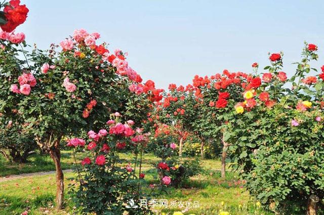 花中皇后四季常开，看月季之乡的树状月季是如果养殖的？(图1)