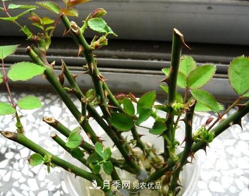 月季扦插水插法要点是什么？(图1)