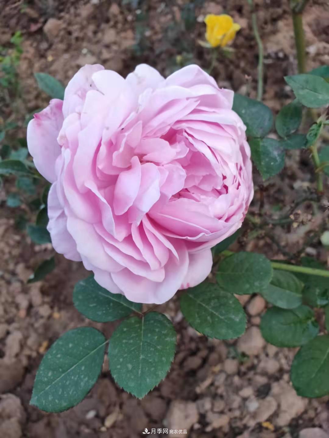 月季裸根苗这样做能长的好！(图2)