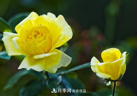 月季红蜘蛛不可怕 做好预防走天下(图1) 月季红蜘蛛不可怕 做好预防走天下(图1)