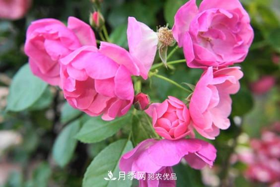 月季红蜘蛛不可怕 做好预防走天下(图2) 月季红蜘蛛不可怕 做好预防走天下(图2)