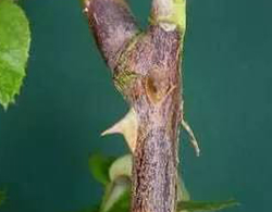 秋季月季病虫防治(图4)