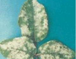 秋季月季病虫防治(图1)