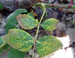 秋季月季病虫防治(图5)