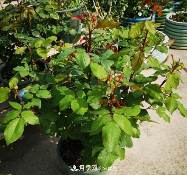 养的月季为什么不爱长？这几个原因最常见(图1)