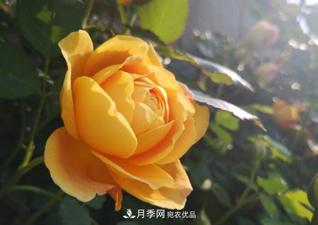 养的月季为什么不爱长？这几个原因最常见(图2)