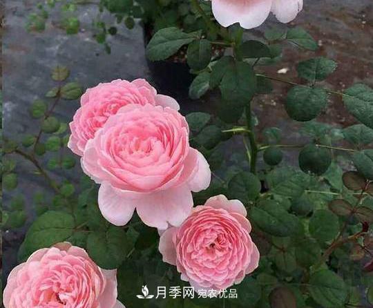 养的月季为什么不爱长？这几个原因最常见(图4)