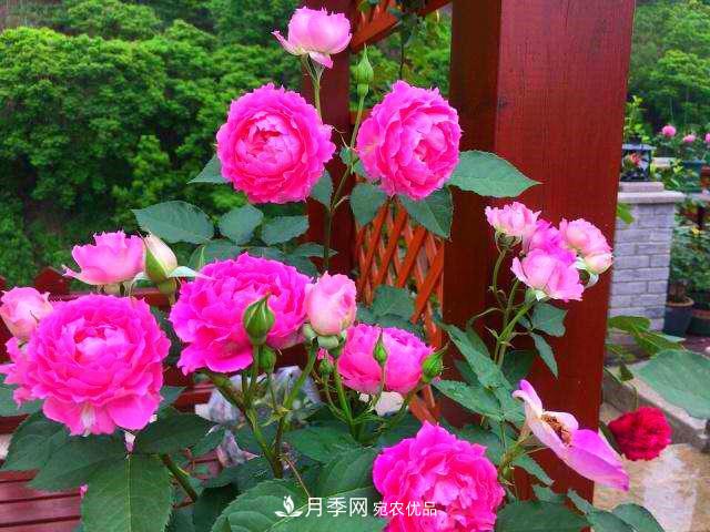 月季是个庞大的家族，这3种最受欢迎，盛夏开花爆盆(图4)