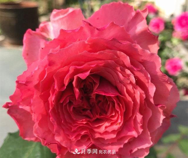 最美的波浪边月季，又香又勤花，种植无难度，非常适合新手(图10)