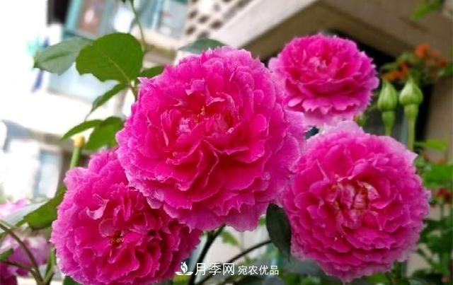 最美的波浪边月季，又香又勤花，种植无难度，非常适合新手(图4)