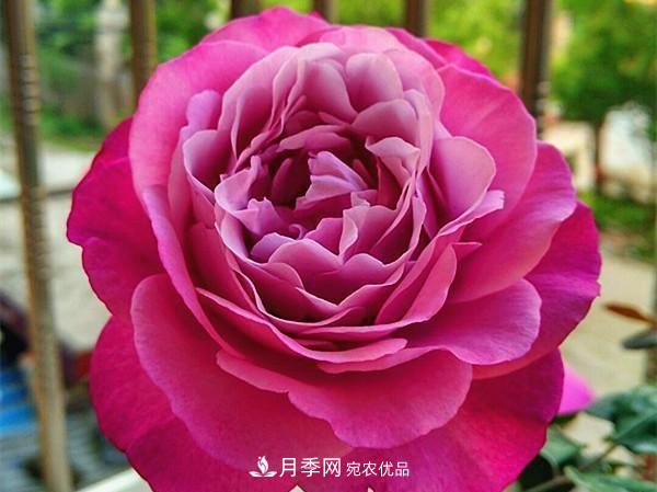 最美的波浪边月季，又香又勤花，种植无难度，非常适合新手(图12)