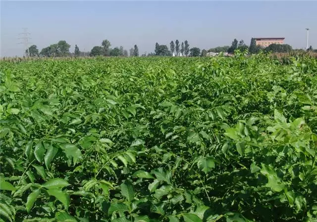 绿化苗木移植、运输、修剪、养护技术全收录，太实用了(图2)