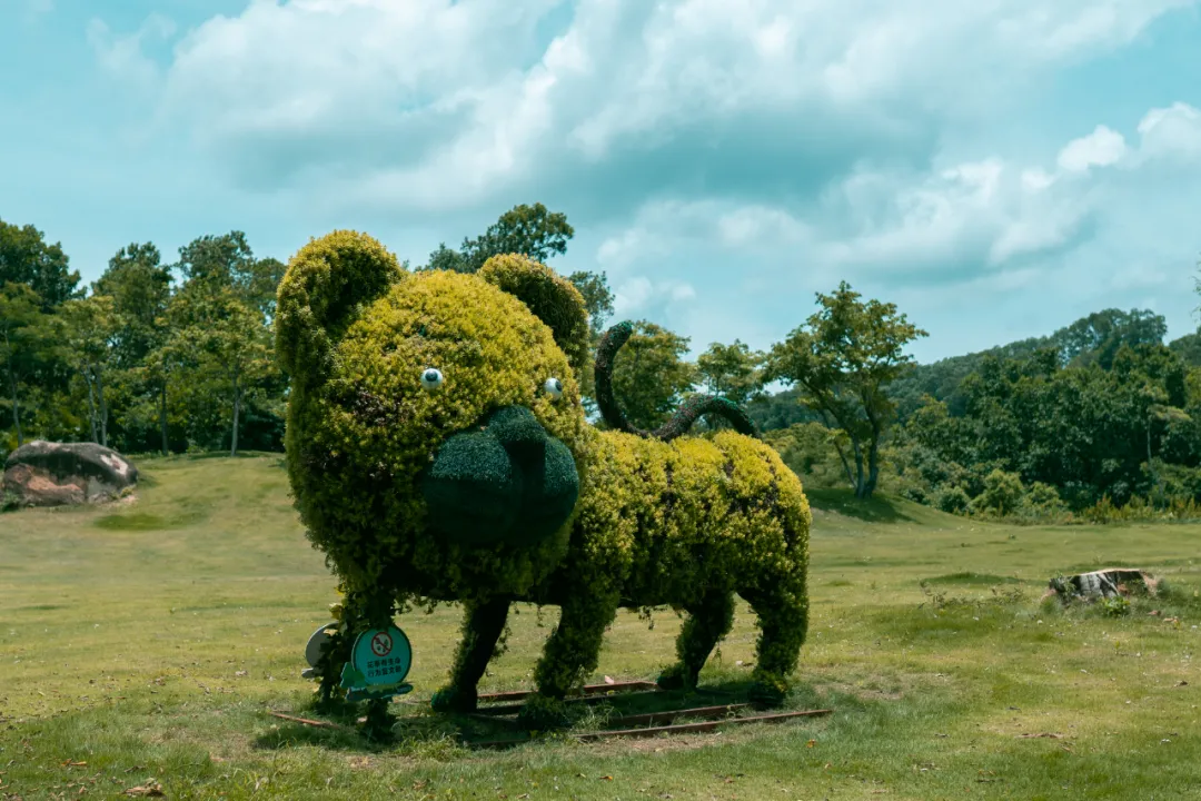 这种高颜值、高利润的苗木，竟然缺点不少(图6)