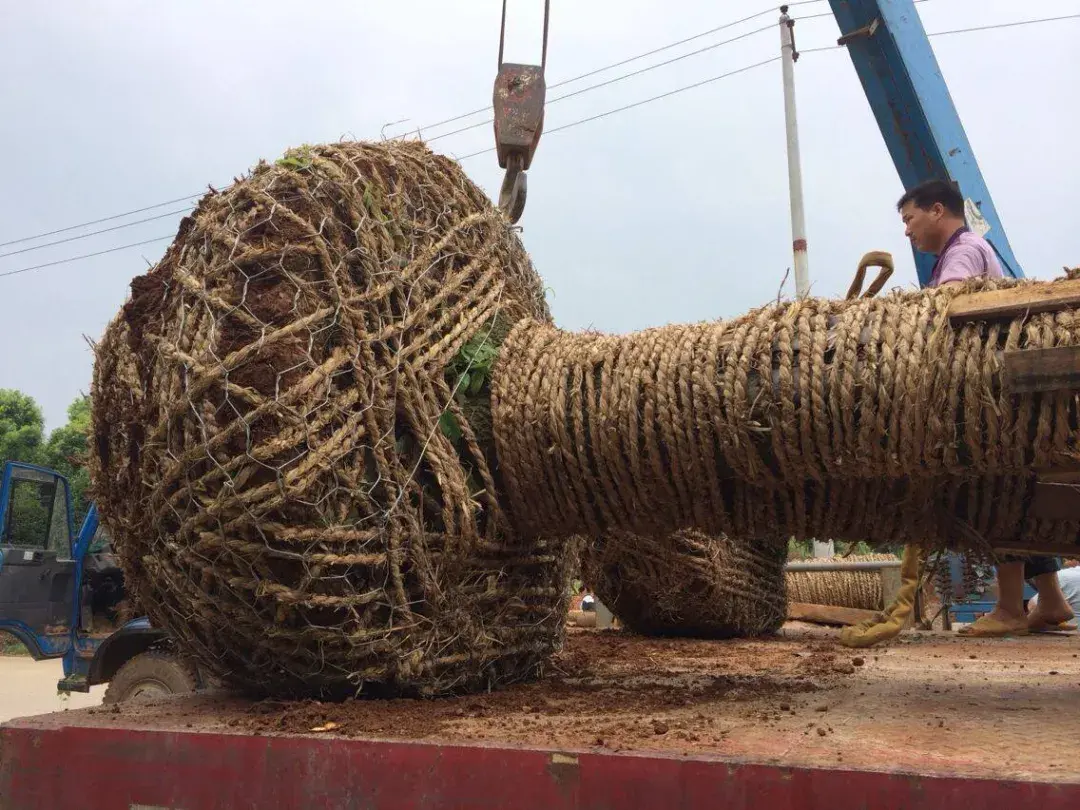 这种高颜值、高利润的苗木，竟然缺点不少(图10)