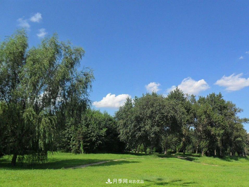 苗木价格涨了，为什么还是不挣钱？(图1)