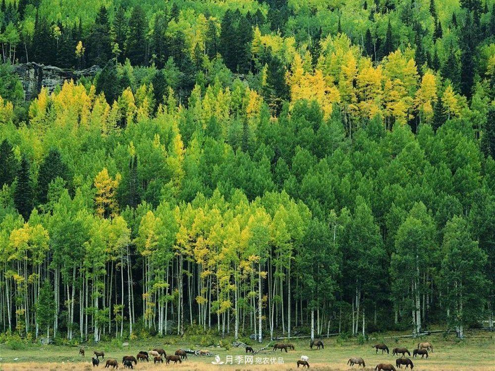 苗木价格涨了，为什么还是不挣钱？(图3)