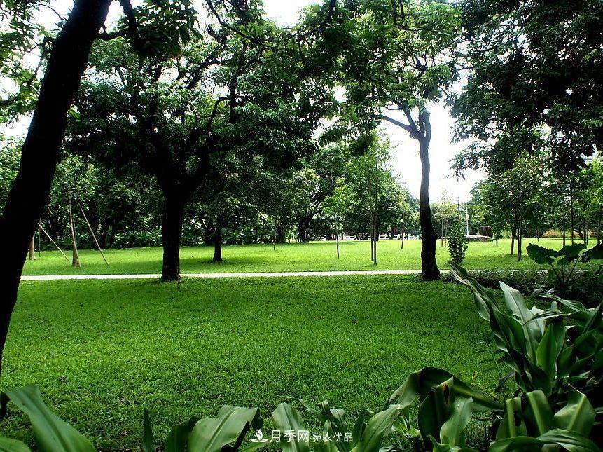 苗木价格涨了，为什么还是不挣钱？(图2)