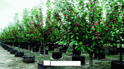 2020年苗木生意到底要如何做下去？(图3)