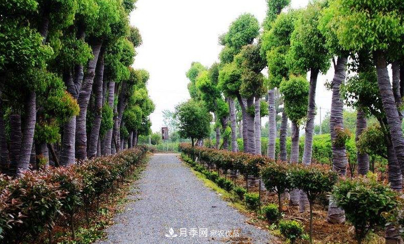 2020年苗木生意到底要如何做下去？(图1)