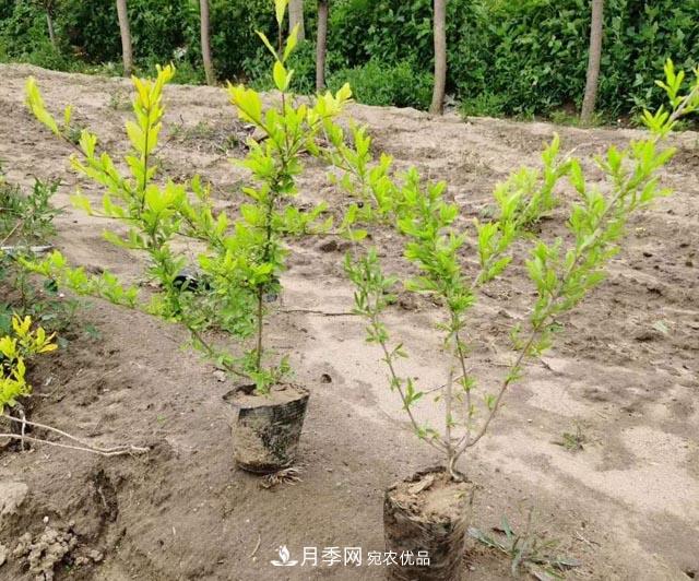 走进紫叶水蜡孪生兄弟——金叶水蜡的世界(图1)