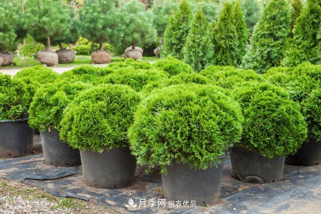 几款常见的园林景观苗木,配置在景观中很漂亮(图1) 几款常见的园林景观苗木,配置在景观中很漂亮(图1)